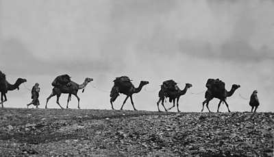 Camels in the Middle East | Life in the Holy Land